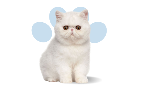 Exotic ShortHair