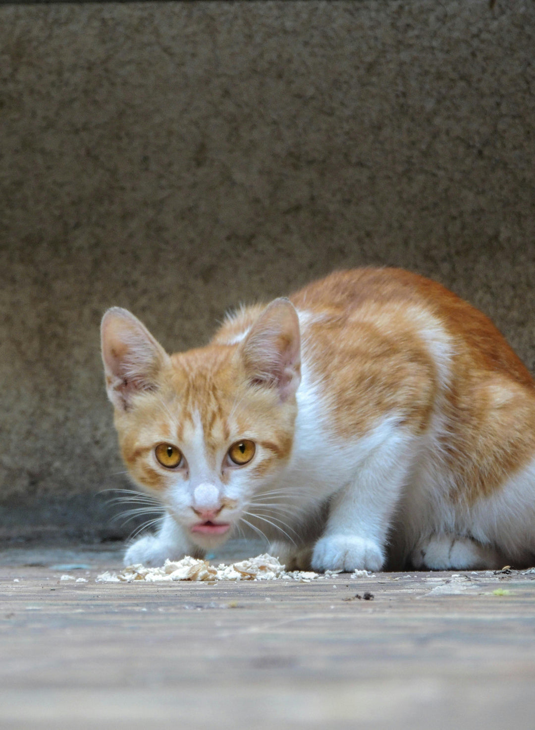 The reasons your cats is pooping and peeing outside the litter box and how to solve it
